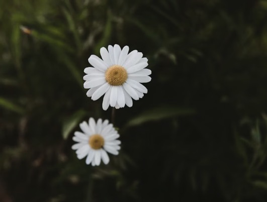 Sommeil et camomille