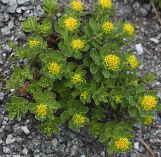 Rhodiola sommeil