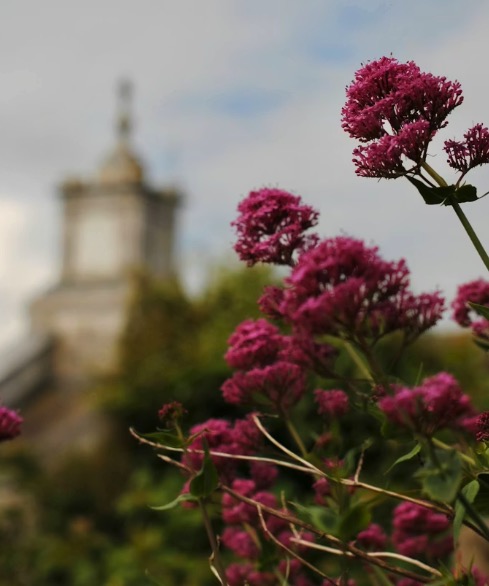 Valériane pour sommeil